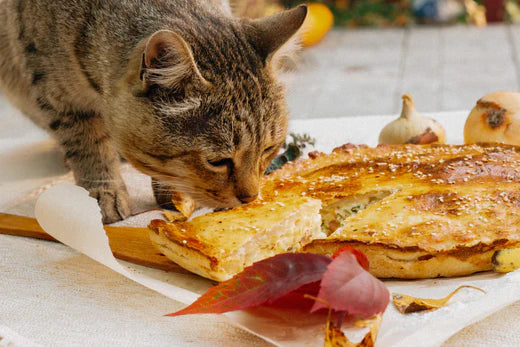 7 Ways to Avoid Holiday Cat-astrophes