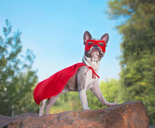 WonderWeen costume contest