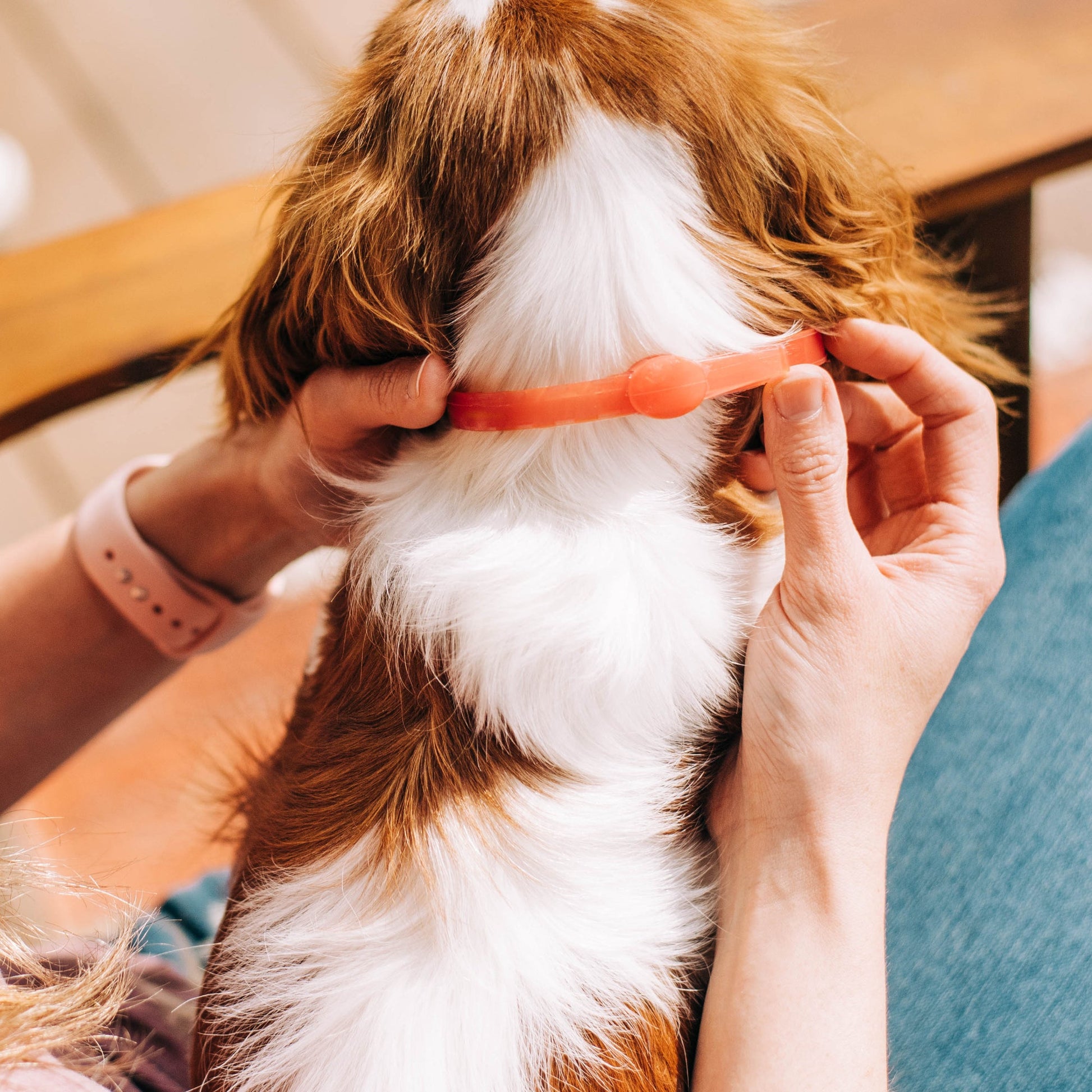 12-Month Flea & Tick Collar for Dogs