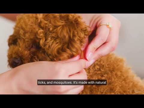 Flea & Tick Collar