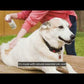 Cedarwood Flea & Tick Spray for Pets + Home with Natural Essential Oils