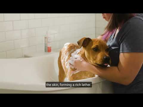 Flea & Tick Shampoo