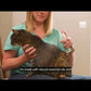 Flea & Tick Spray Video 1