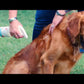 Flea & Tick Spray Scent Sampler with Natural Essential Oils