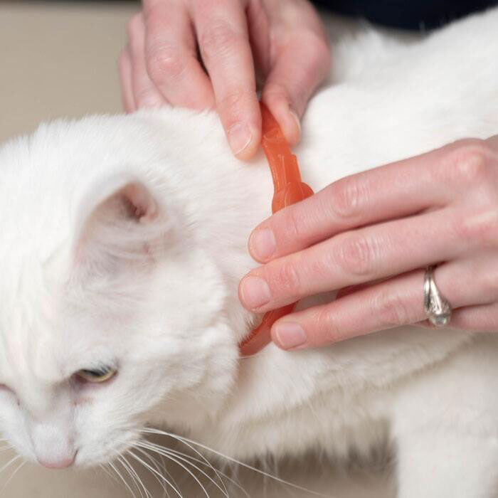 Flea & Tick Collar for Cats - Gallery 2