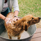 Flea & Tick Shampoo - Gallery 3