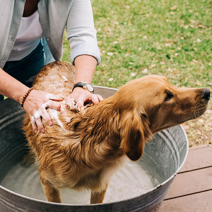 Flea & Tick Shampoo - Gallery 3