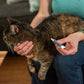 Flea & Tick Spot On For Cats - Gallery 1