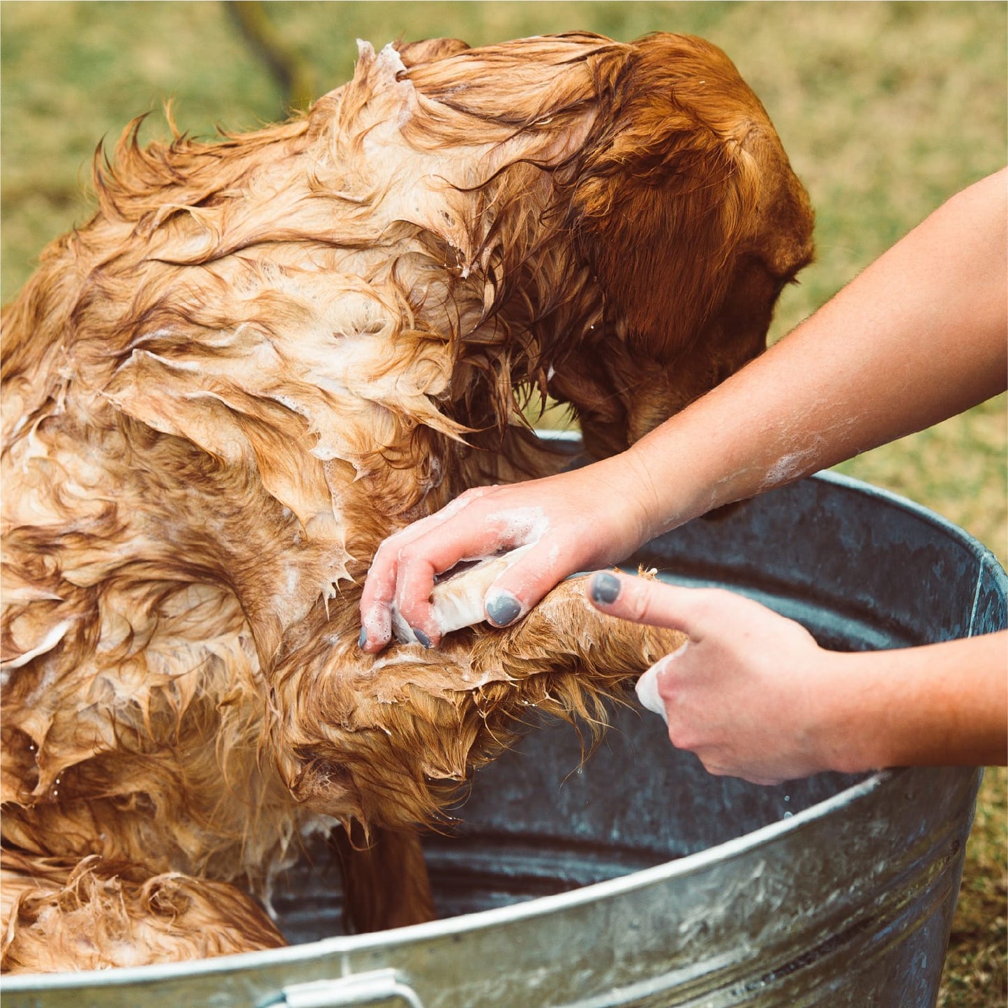 Exfoliating Shampoo Bar for Dogs and Cats - In Use
