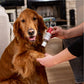 Skin Tonic Topical Oil for Dogs - In Use
